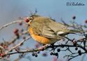 Turdus migratorius